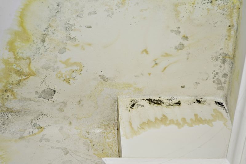 Air Duct Mold Removal in Dallas, TX