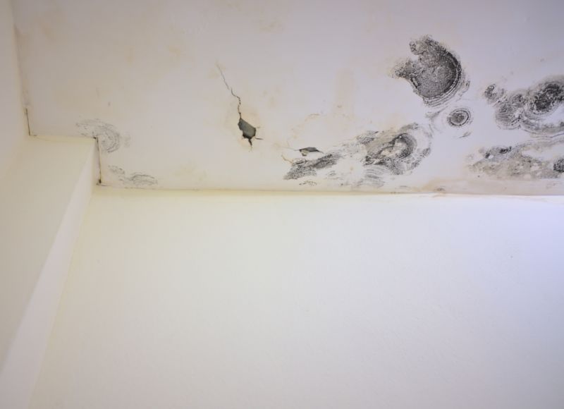Attic Mold Removal in Jupiter, FL
