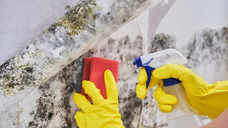 Basement Mold Remediation in Broward County, FL