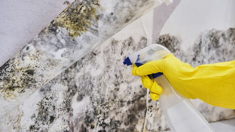 Black Mold Removal in Dallas, TX