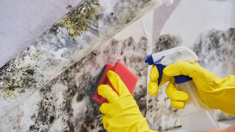 Mold Abatement in Pompano Beach, FL