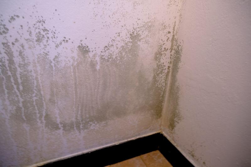 Mold Abatement Service in Essex County, NJ