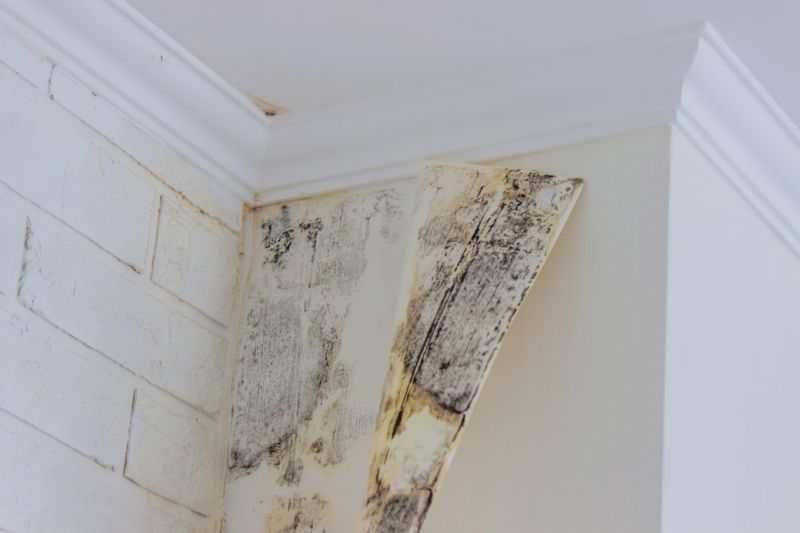 Mold Abatement Service in Broward County, FL