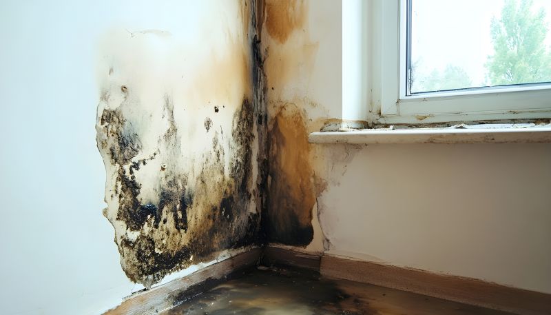 Mold Remediation Service in Essex County, NJ
