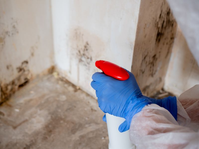 White Mold Mitigation in Essex County, NJ