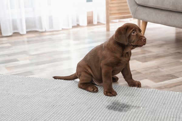 Pet Stain Cleaning